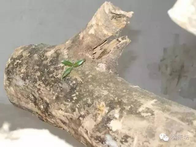 如何鉴别木的真假,真假木桐鉴别