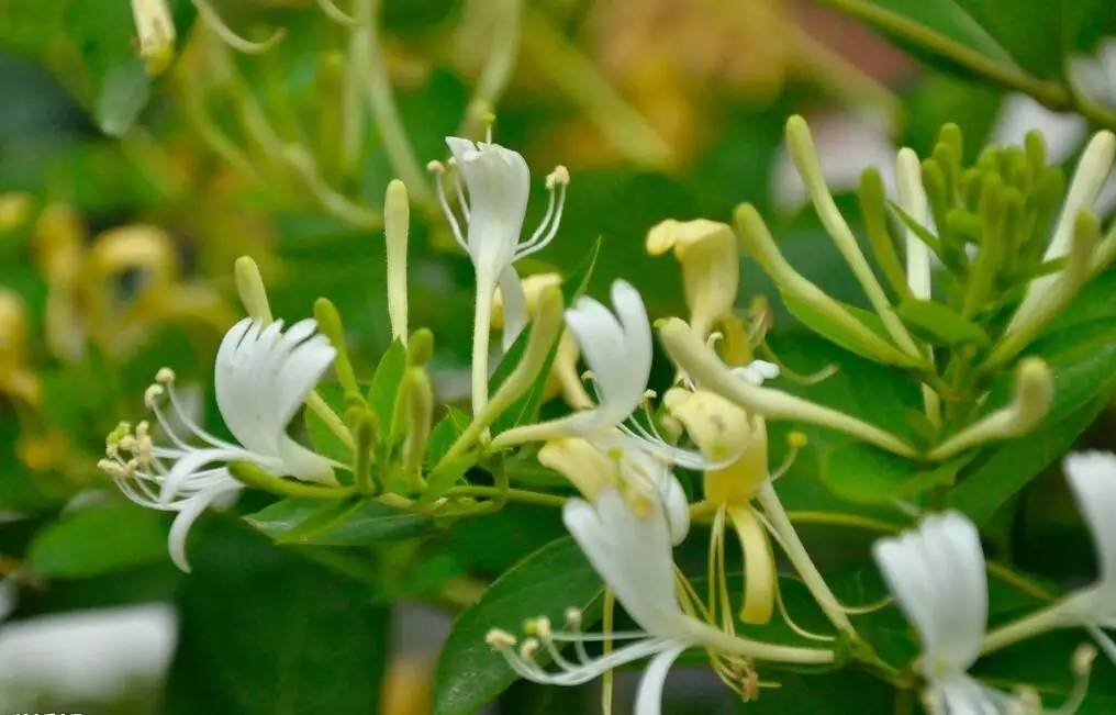 夏季感冒怎么办?