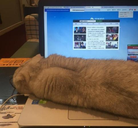 狗狗为什么如此热衷于拆家,拆家的狗狗该不该打