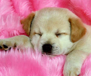 狗狗的10个征兆和表现,狗狗常见疾病及解决方法