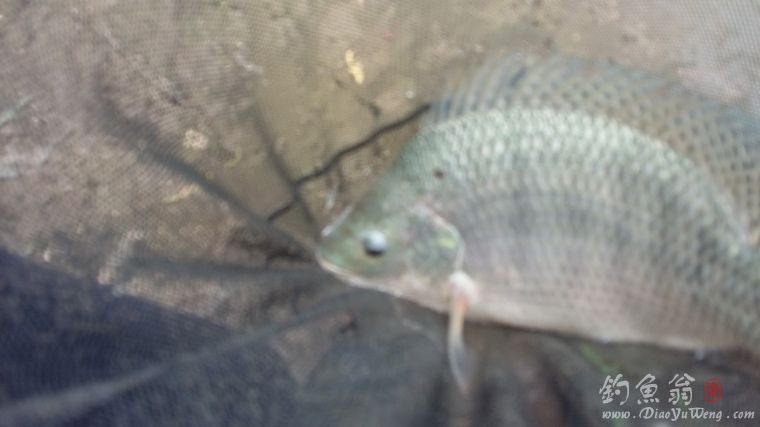 钓草鱼罗非鱼闹窝怎么办,准备钓黄蜂鱼