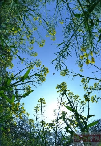 禅城森林,佛山森林城规划图