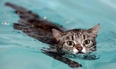 辽A－辽P！省内各市游泳馆地图来袭！哪凉快哪呆着去～