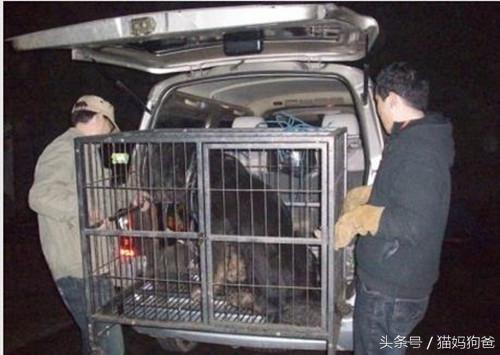 藏獒双眼流血苦等，生怕与主人错过，最终想了一个办法将带它走！