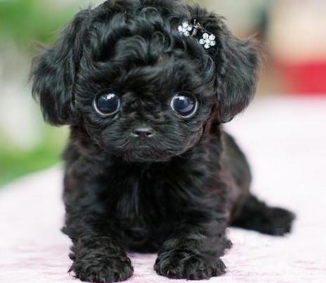 刚抱来的狗狗一直叫怎么办,刚抱回来的幼犬一直叫