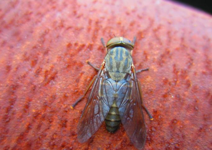 牛虻人畜皆害的吸血虫,牛虻吸血虫