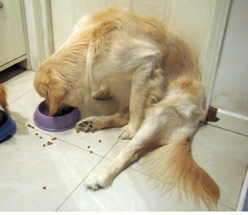 金毛犬生病不吃东西怎么办,金毛夏天不怎么吃东西