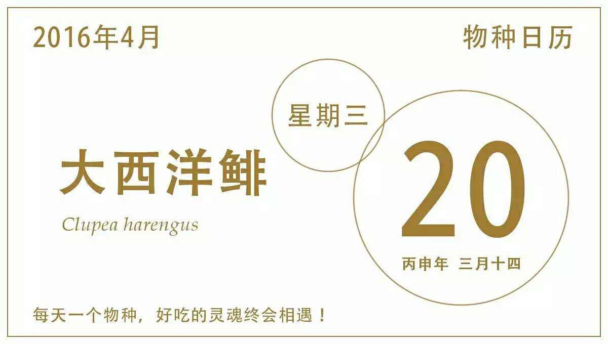 餐桌物种日历|4月20日大西洋鲱