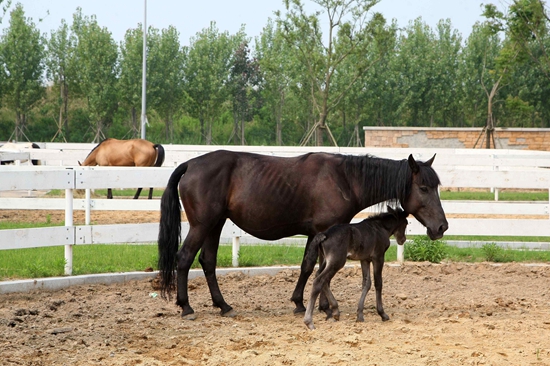 崇明岛十大风景区,崇明岛附近的风景区