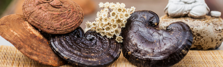 探索灵芝的奥秘,一起探究灵芝孢子粉的奥秘