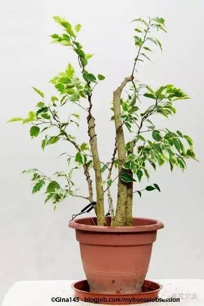 家庭的所有榕树盆栽,家庭养的榕树有什么品种