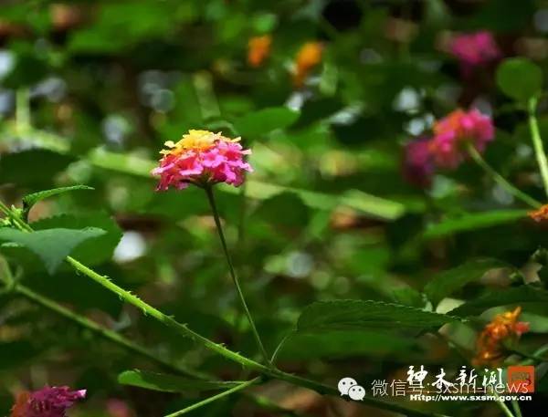 炎炎夏日，小伙伴们神木这几处清凉避暑胜地你去了吗？