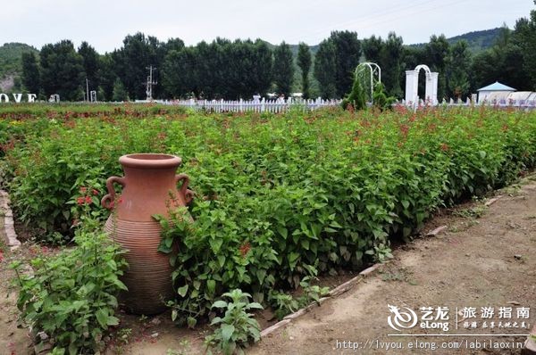 紫海香堤香草艺术庄园特色,紫海香堤香草艺术庄园怎么样