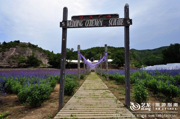 紫海香堤香草艺术庄园特色,紫海香堤香草艺术庄园怎么样