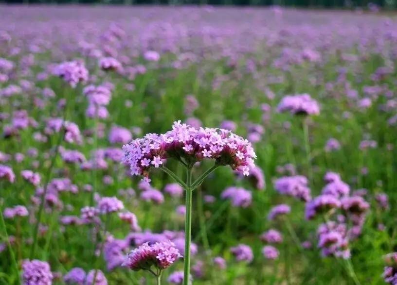 东方普罗旺斯紫色花海,普罗旺斯绚丽花海