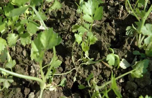 芹菜种植技术和管理方法及病害,芹菜苗期有哪些细菌性病害