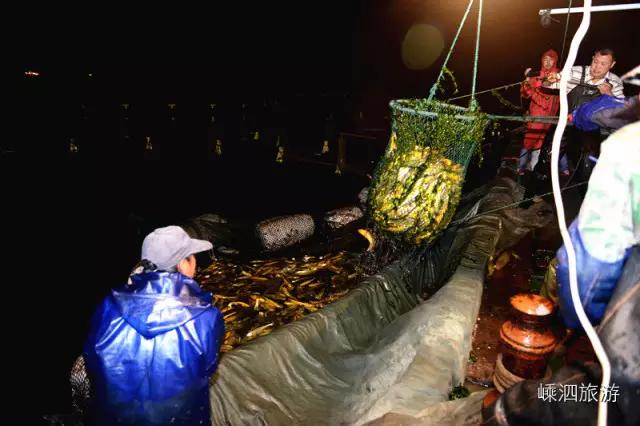 嵊泗野生大黄鱼价格,舟山鲜爆大黄鱼