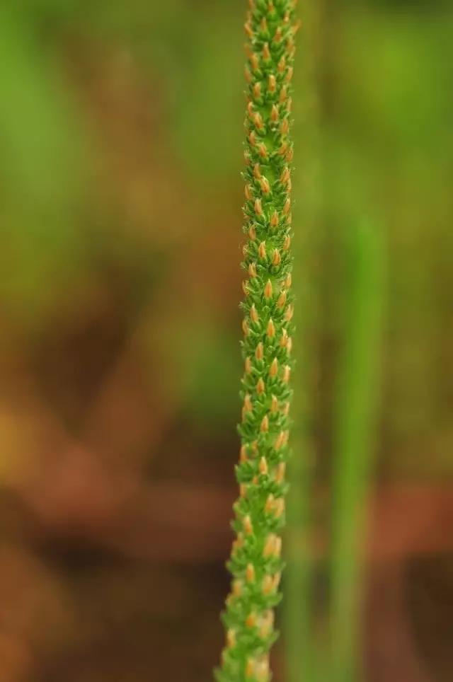 古人吃什么?《诗经》蔬果志:你现在还在采的芣苡