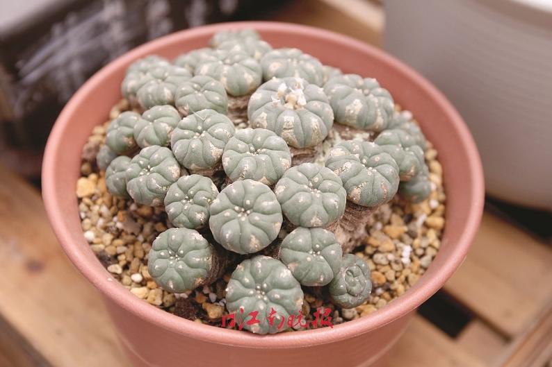 骨灰级玩家跟化石级玩家,骨灰级玩家聚会