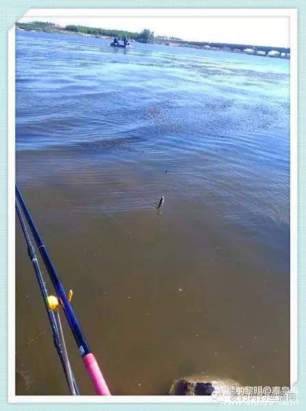 周日垂钓,洋河钓鲫鱼