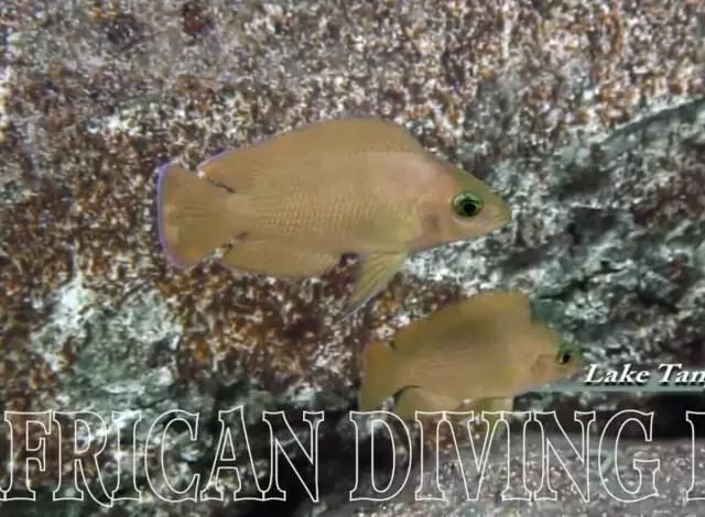 三湖慈鲷观赏视频,三湖慈鲷马鲷和蝴蝶