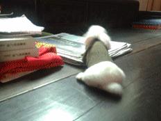 兔子喜欢吃的带刺的草,用带刺的树叶喂兔子