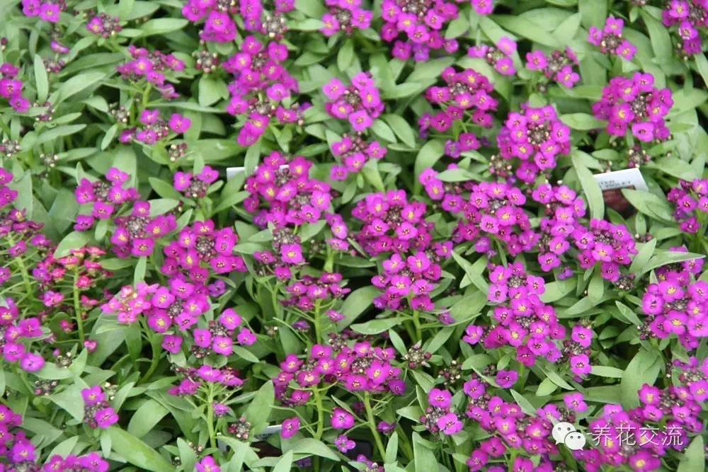 20种一二年生花卉,22种花朵