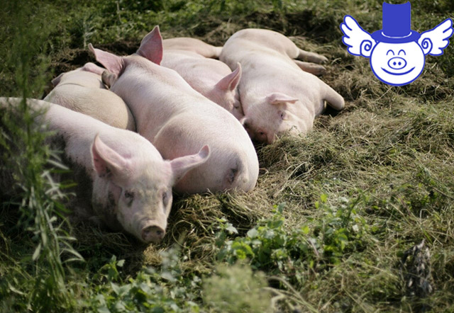 养猪今年赚钱吗,养猪一年能赚多少