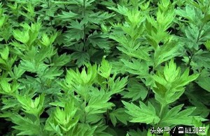 鼻出血怎么办？如何治疗鼻出血的好方法，你一定要知道