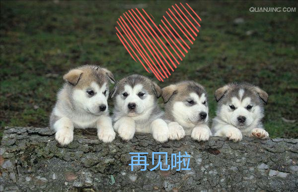 阿拉斯加雪橇犬和哈士奇的区别,阿拉斯加雪橇犬和哈士奇区别