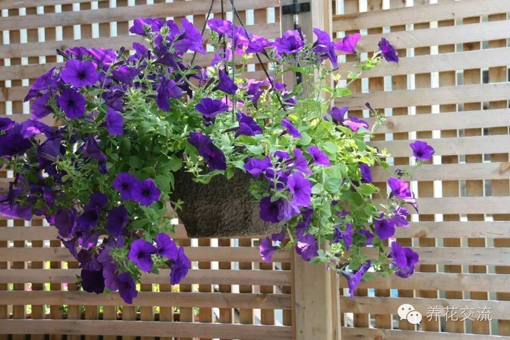 20种一二年生花卉,22种花朵