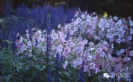 20种一二年生花卉,22种花朵