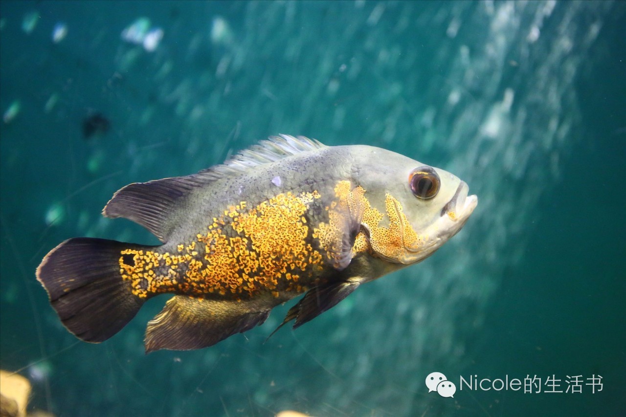 中蒙俄茶叶之路|走近多彩的俄罗斯