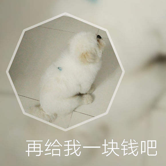 拯救狗狗不被蜜蜂蜇,拯救狗狗原版