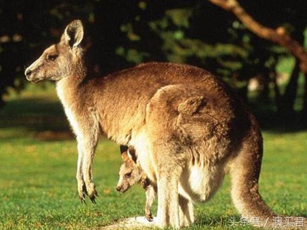澳洲十大神奇食物,在澳洲必带的十种东西
