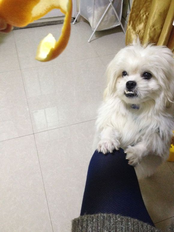 拯救狗狗不被蜜蜂蜇,拯救狗狗原版