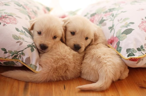 狗子趾间炎好了为什么会脱皮,狗子趾间炎总是反复用什么药