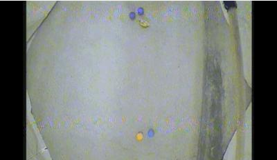 鸭子抽象思维,鸭子似乎是一种很傻的动物吗