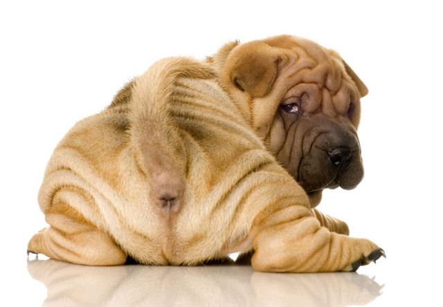 狗狗拉肚子吃什么药见效,家里狗狗拉的屎太臭了怎么办