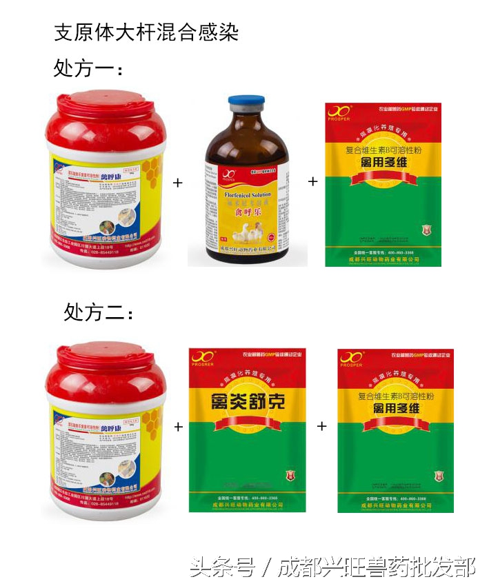 一例鸡慢性呼吸道病的诊断与治疗,治疗鸡慢性呼吸道疾病的中草药