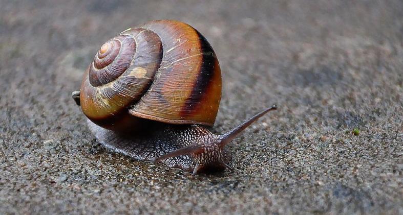 蜗牛为什么有营养,蜗牛为什么会产生大量的热