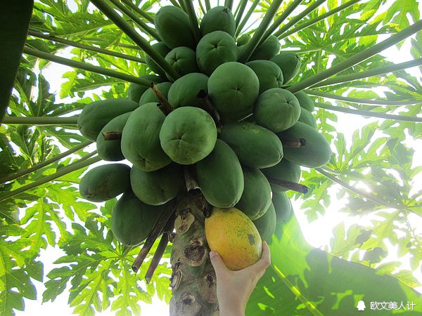 木瓜怎样吃丰胸最好,木瓜究竟能不能丰胸