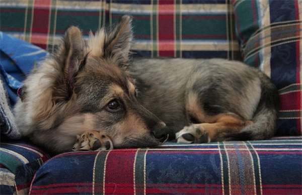 柯基和土狗的混血儿,马犬和柯基的混血后代