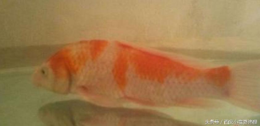 新买的锦鲤尾鳍充血了什么情况,锦鲤换水过多导致锦鲤全身充血