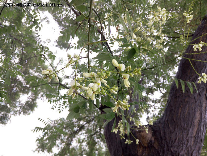 魅族MX6测评,魅族mx6最新测评