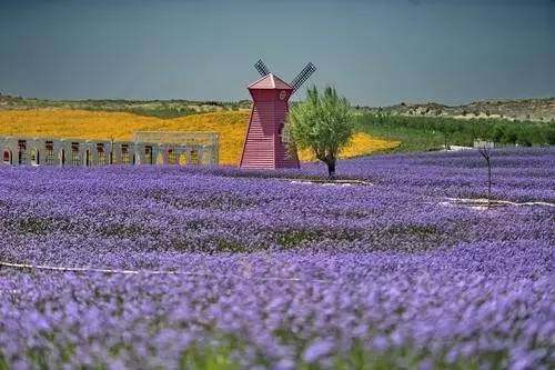 五一可以带孩子去银川吗,银川真的适合带孩子去吗