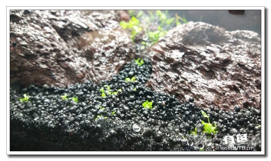 新手小白原生缸开缸教程,鱼缸怎么用高锰酸钾开缸详细教程