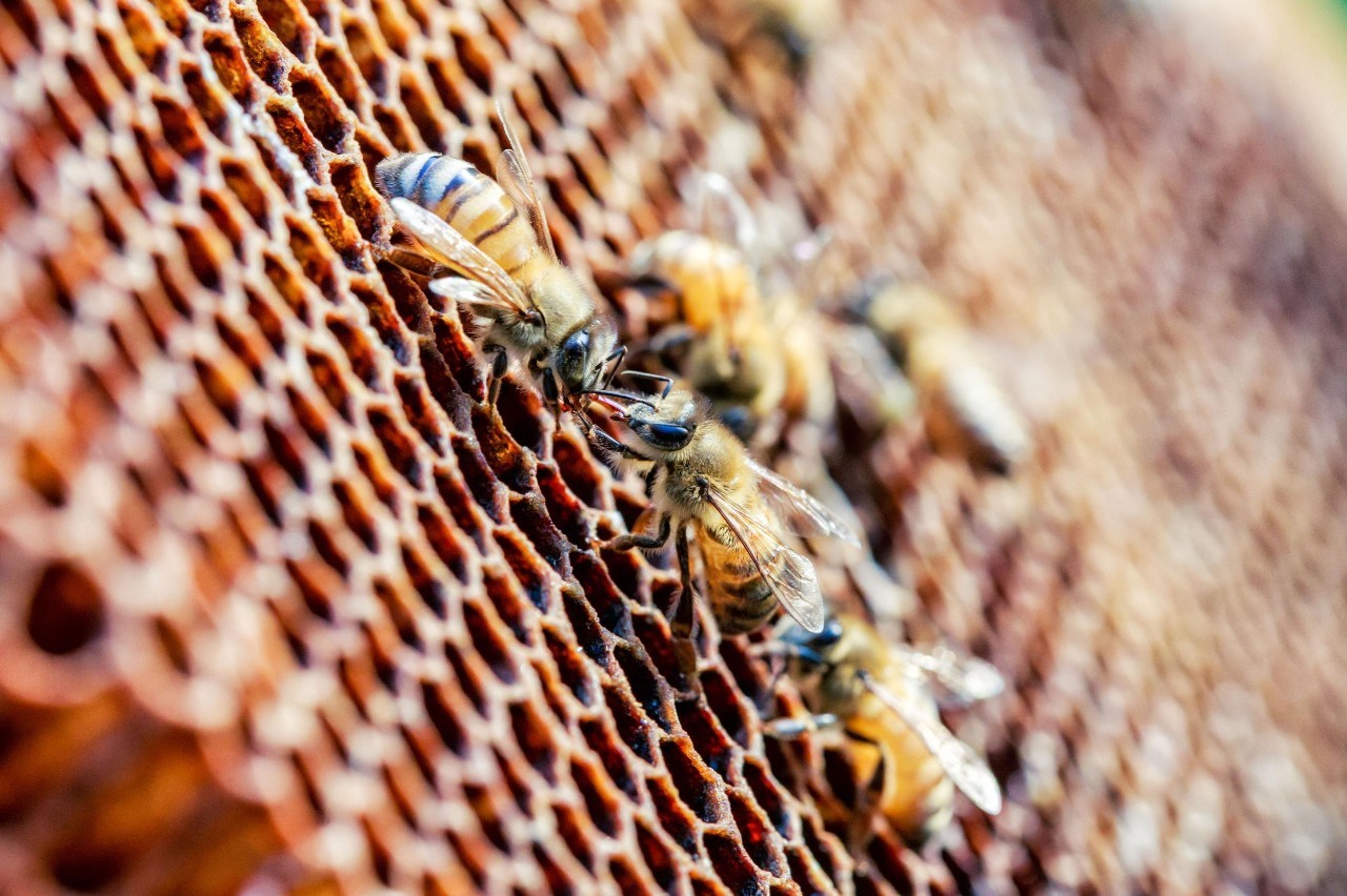 蜂蜜结晶如何判断好与坏,蜂蜜结晶好不好