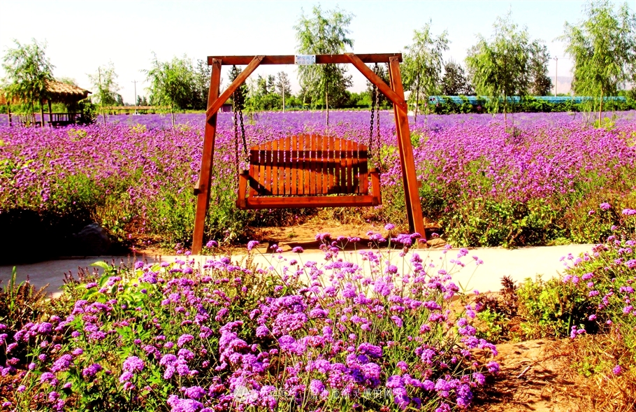 薰衣草庄园室内设计案例,薰衣草庄园的拍摄与着装搭配