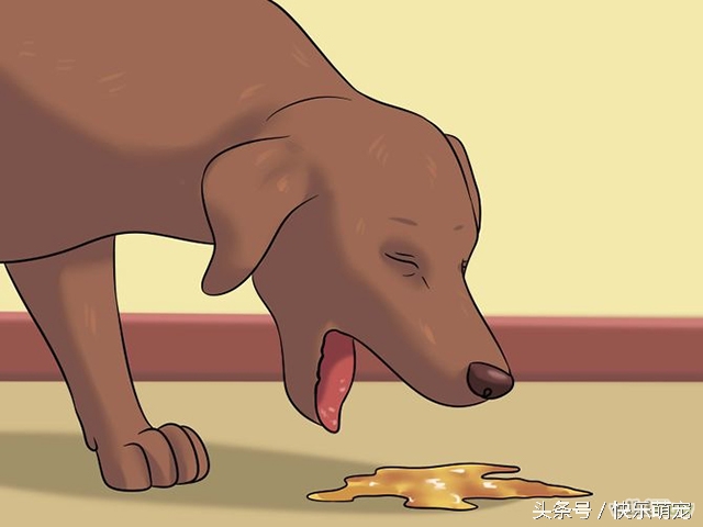 奶狗腹泻,小奶狗腹泻